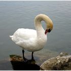 mein lieber Schwan