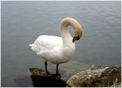 mein lieber Schwan