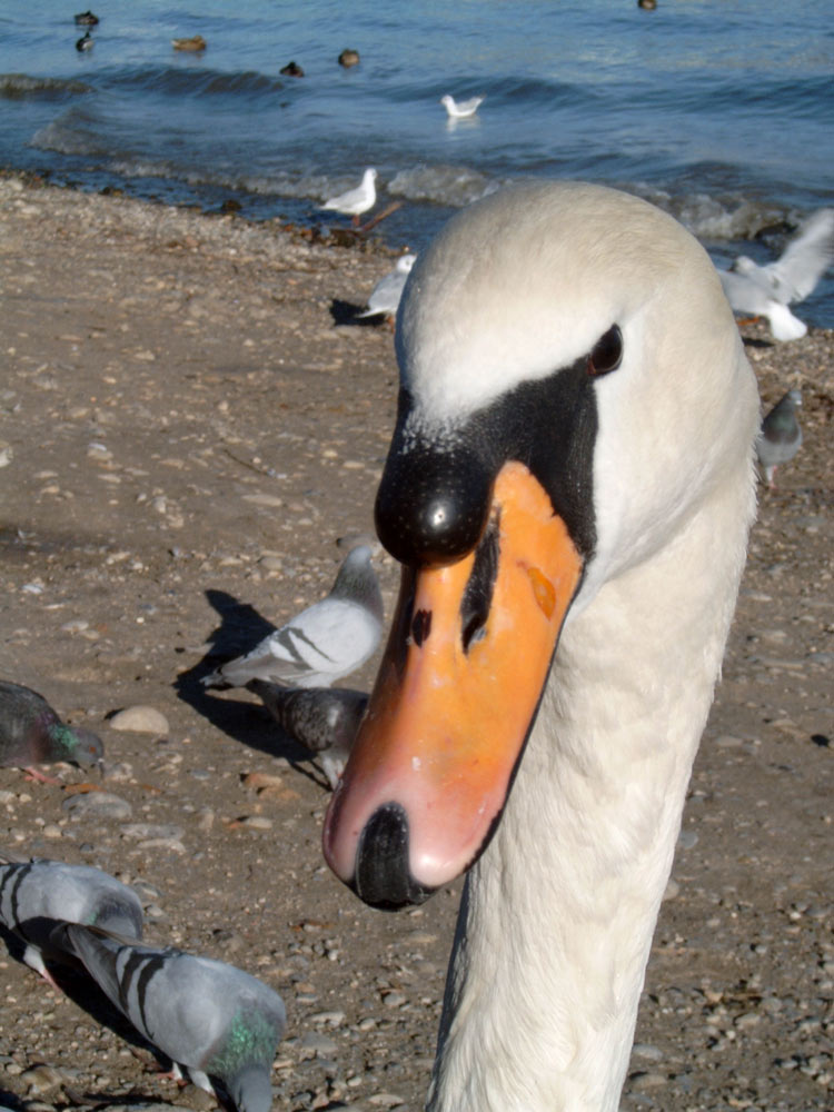 mein lieber Schwan