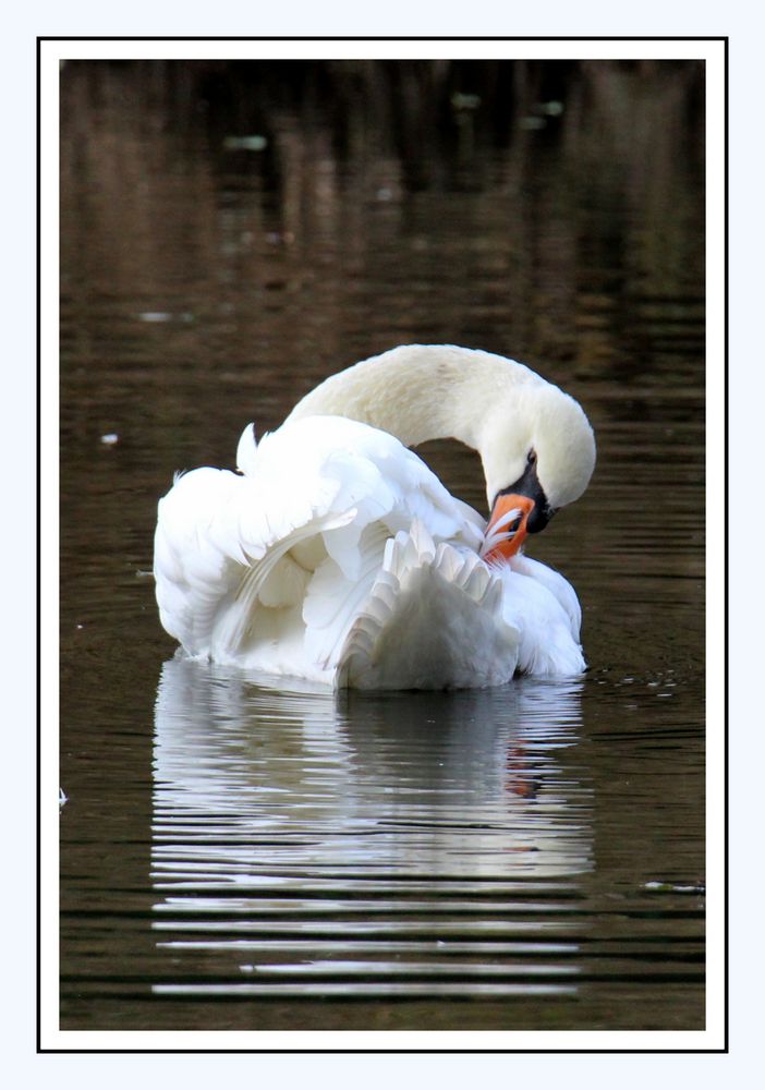 Mein lieber Schwan 