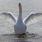 mein lieber Schwan