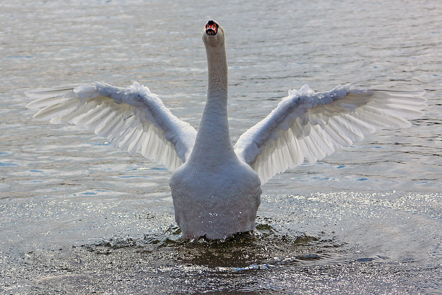 mein lieber Schwan