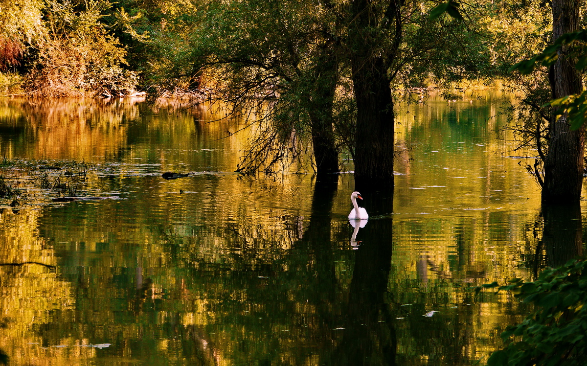 mein lieber Schwan....