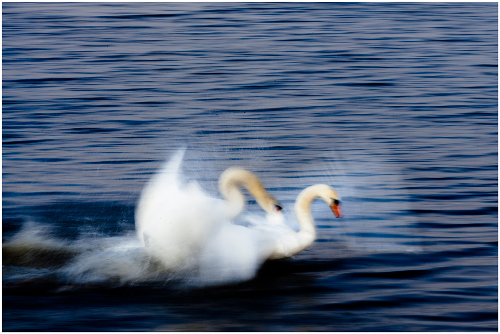 mein lieber schwan!