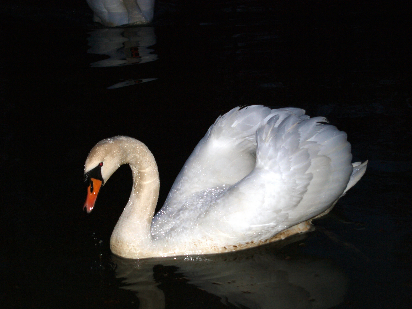 mein lieber schwan