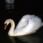 mein lieber schwan