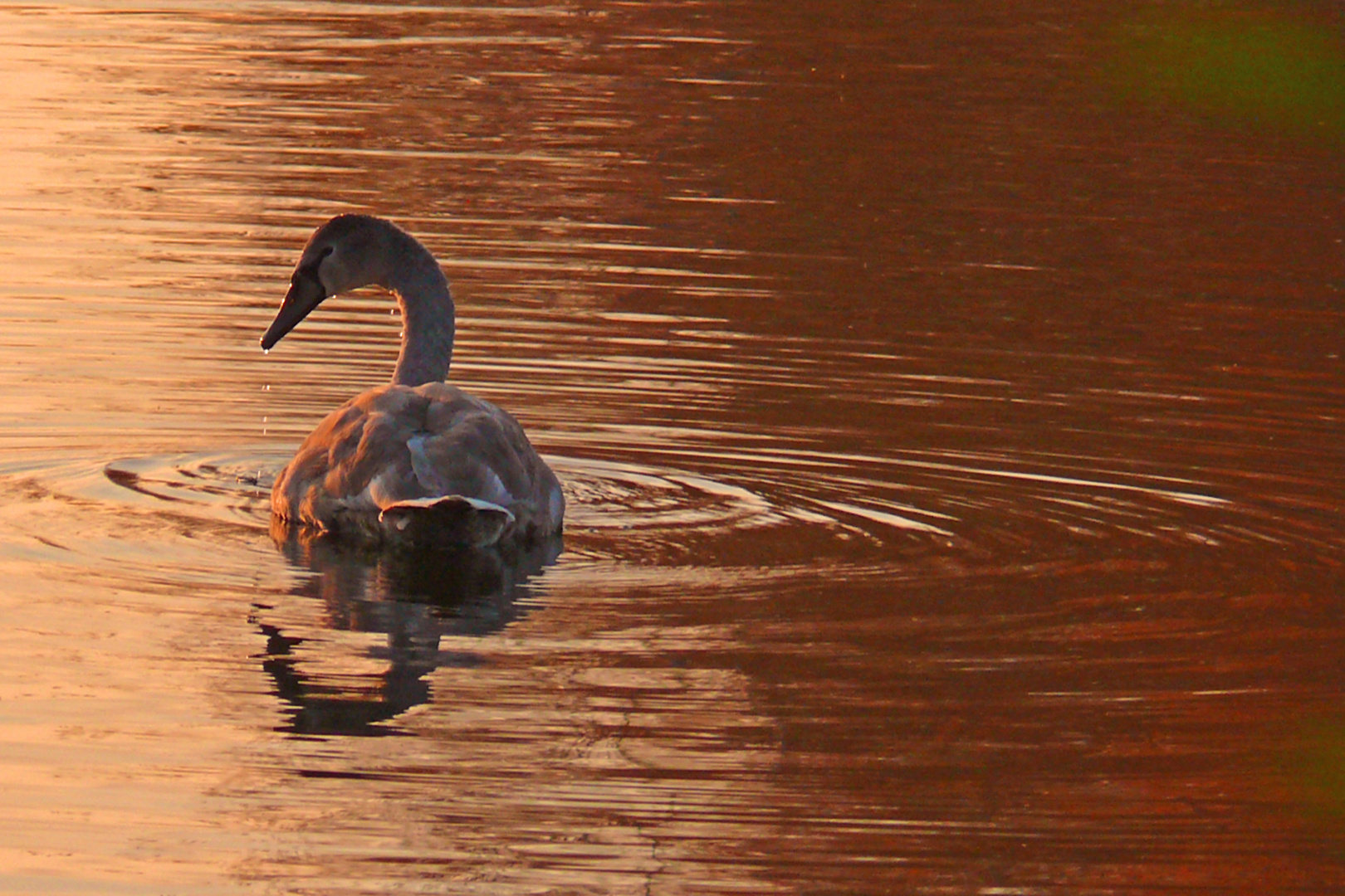 Mein lieber Schwan