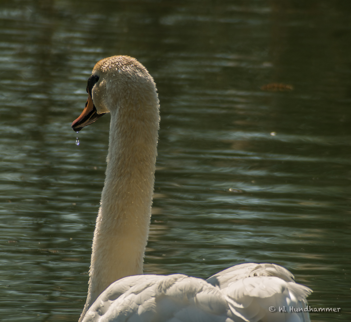 Mein lieber Schwan 4