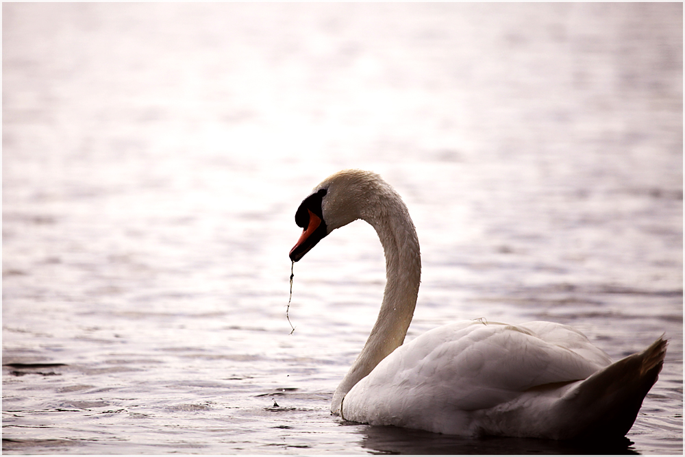 Mein lieber Schwan...