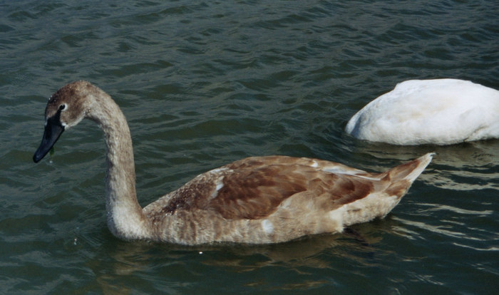 Mein lieber Schwan...