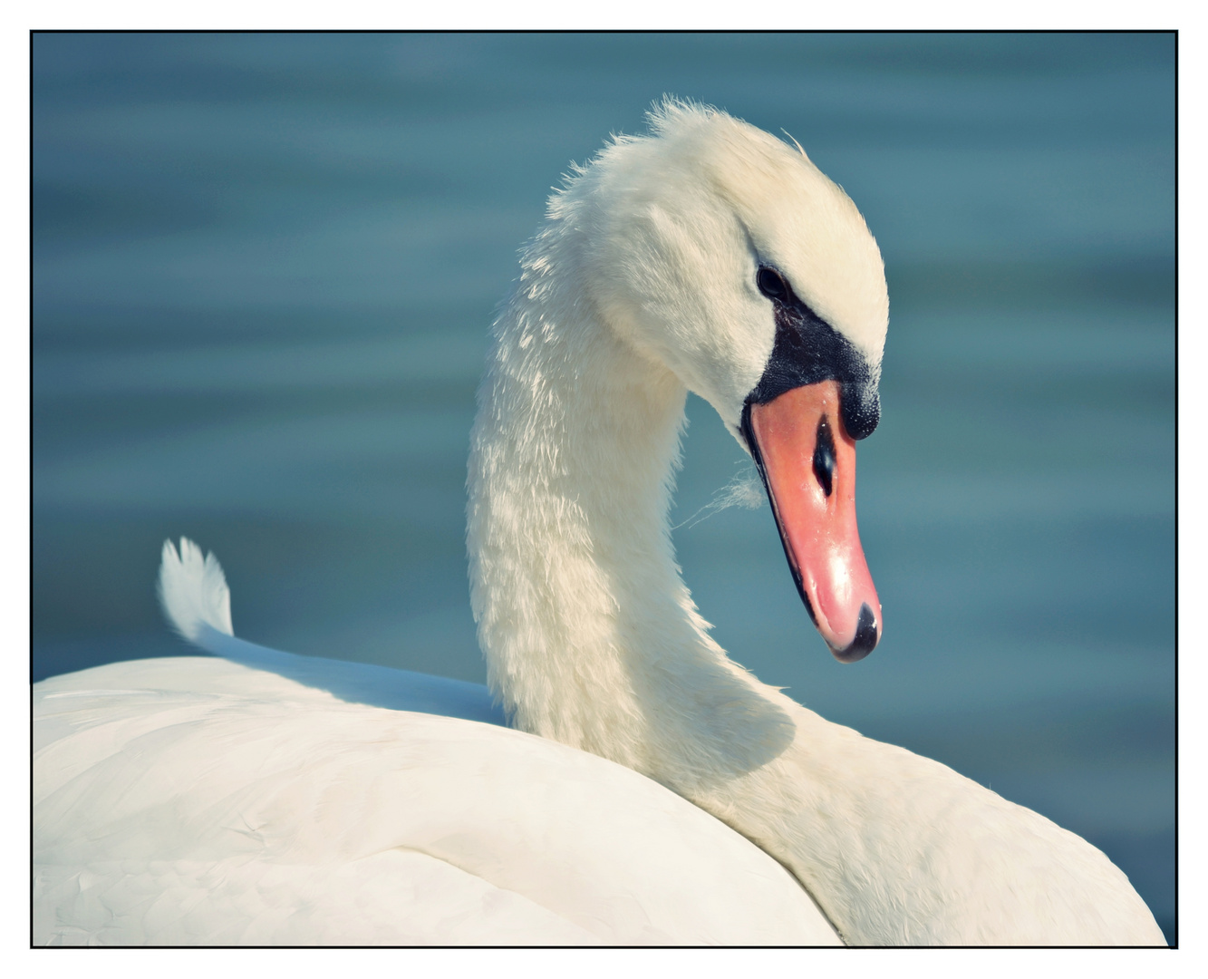 Mein lieber Schwan