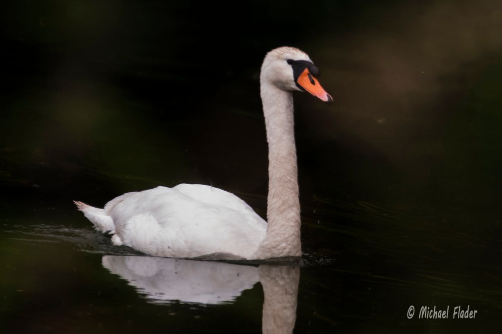 Mein lieber Schwan