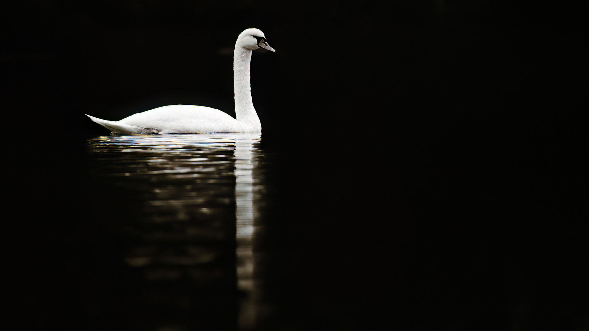 "Mein lieber Schwan!"