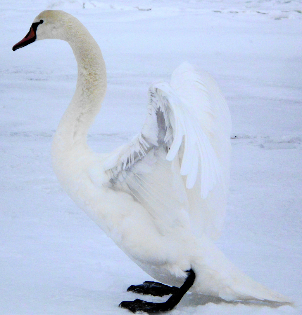 mein lieber schwan