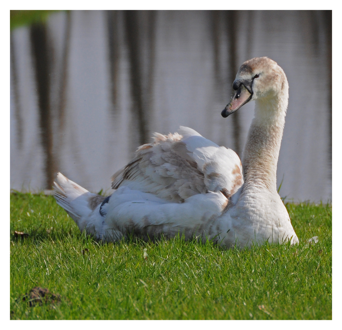 Mein lieber Schwan