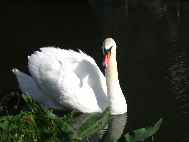 Mein lieber Schwan..