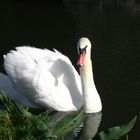 Mein lieber Schwan..