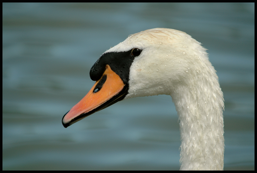 >Mein lieber Schwan