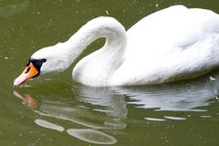 Mein lieber Schwan