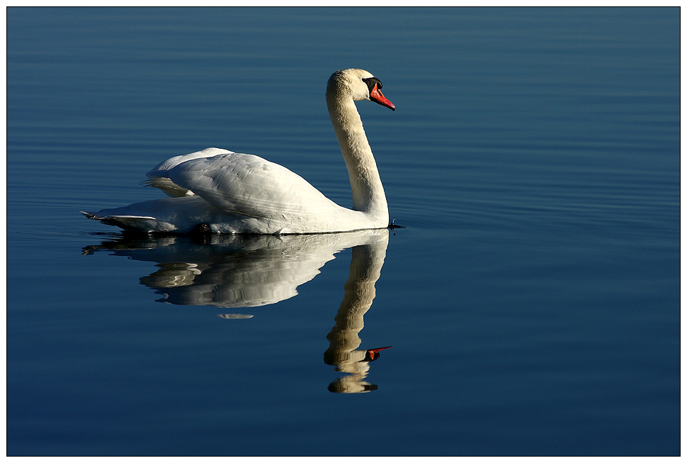 Mein lieber Schwan