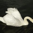 Mein lieber Schwan