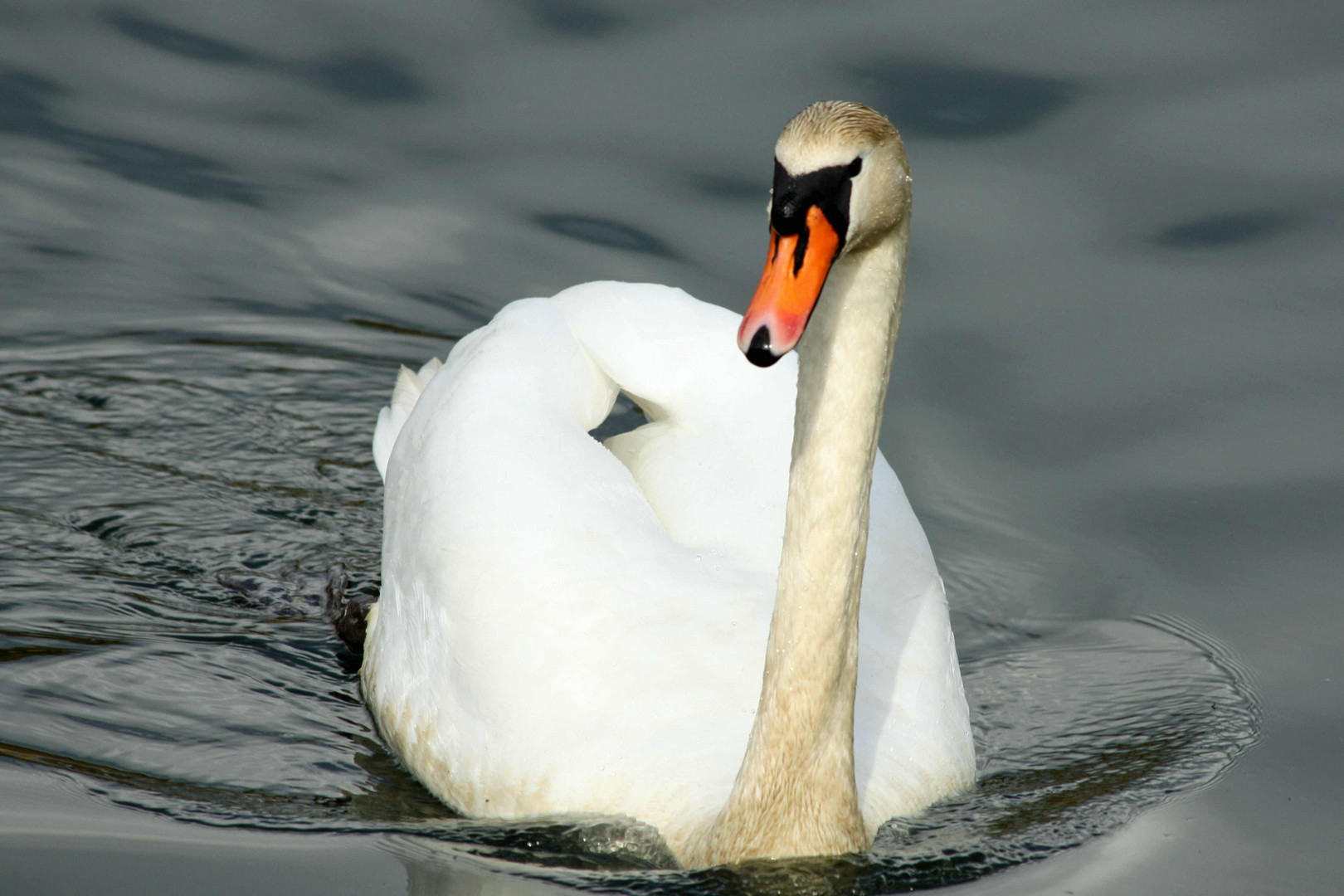 Mein lieber Schwan