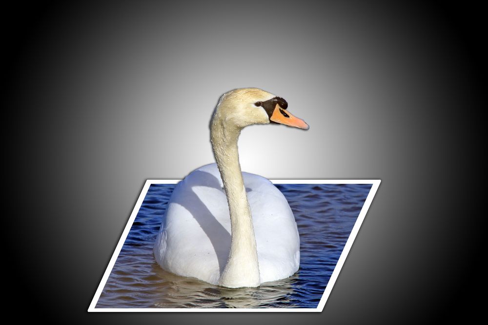 Mein lieber Schwan!