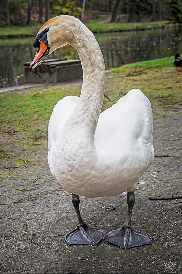 Mein lieber Schwan