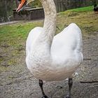 Mein lieber Schwan