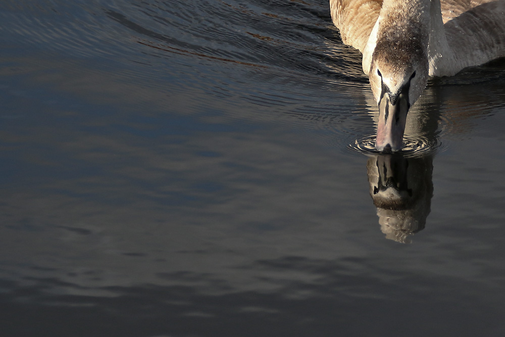 mein lieber Schwan