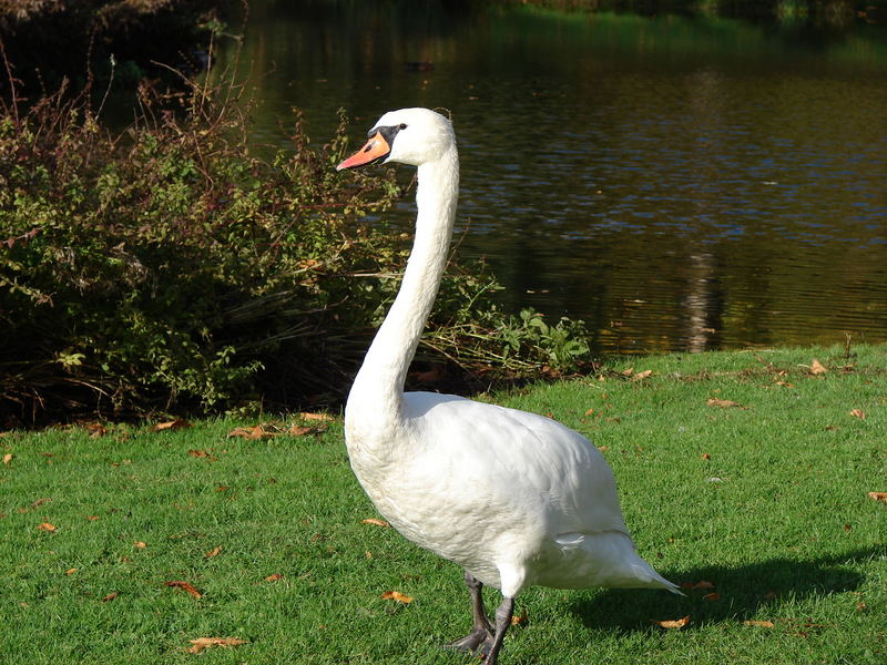 mein lieber Schwan