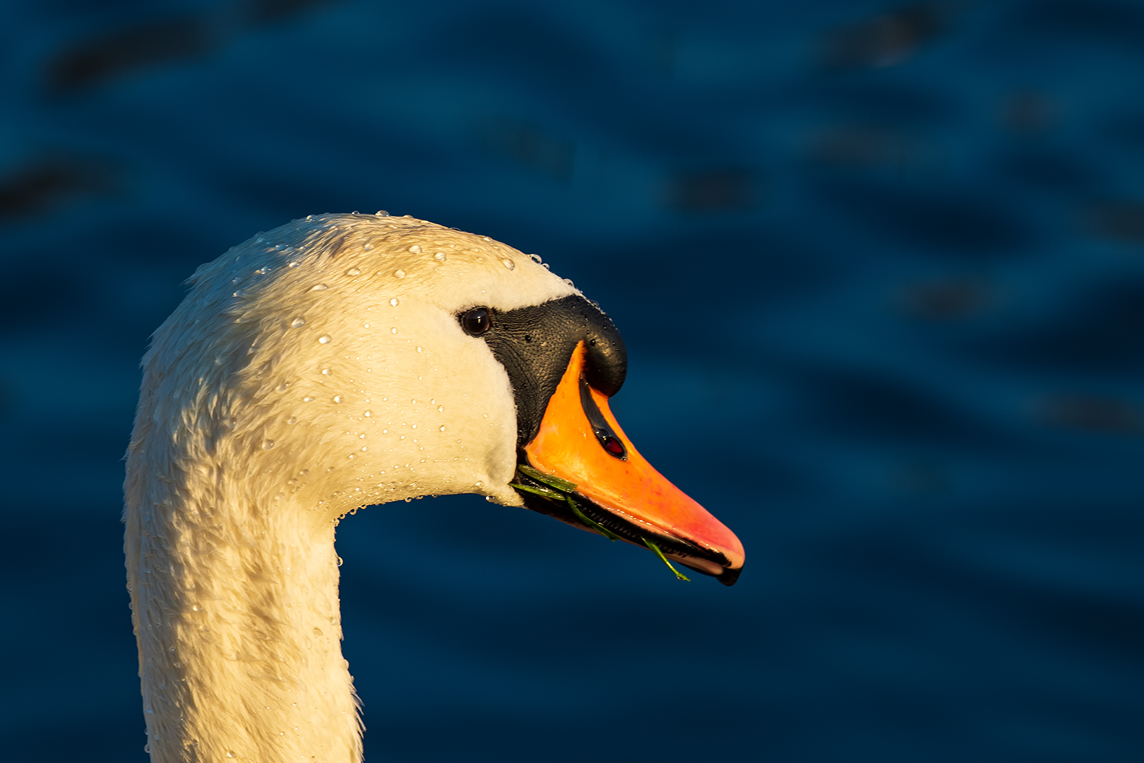 mein lieber Schwan