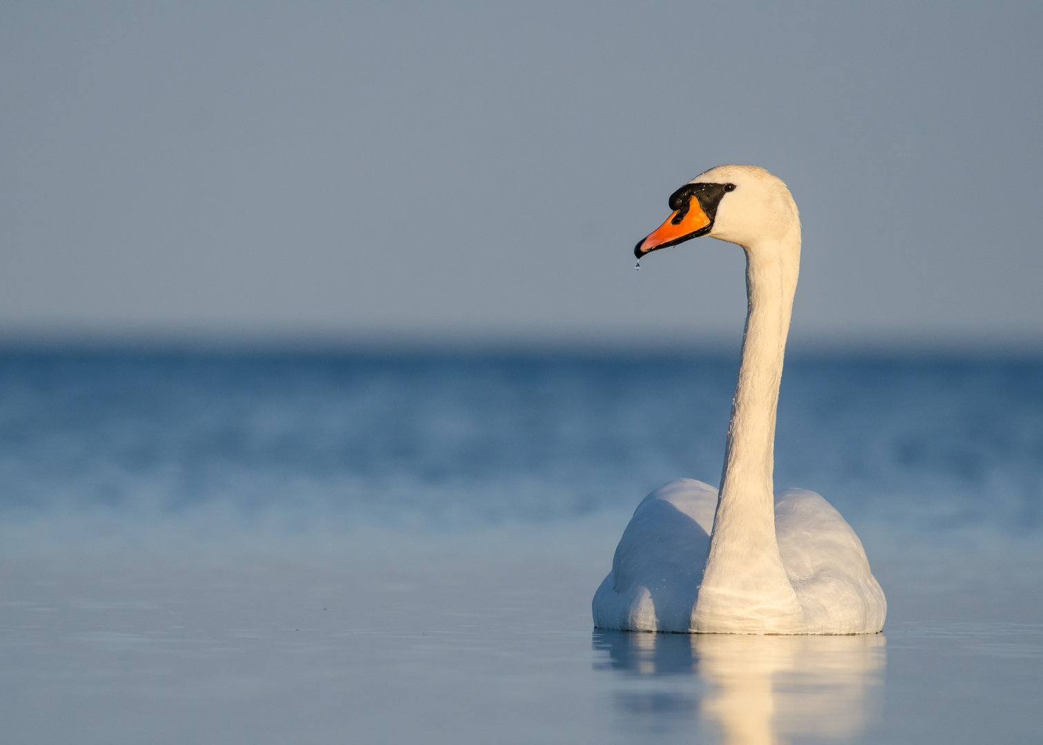 Mein lieber Schwan