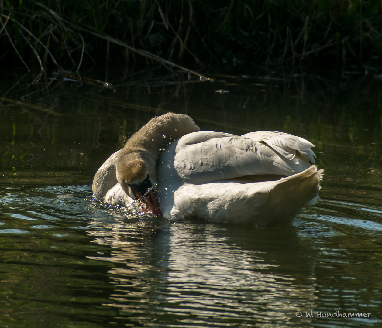 Mein lieber Schwan 5