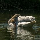 Mein lieber Schwan 5