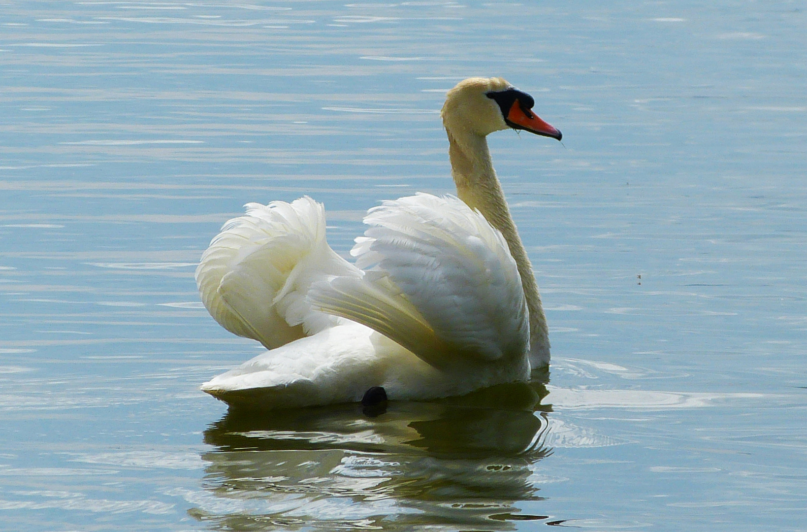 mein lieber Schwan 5