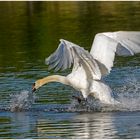 Mein lieber Schwan !