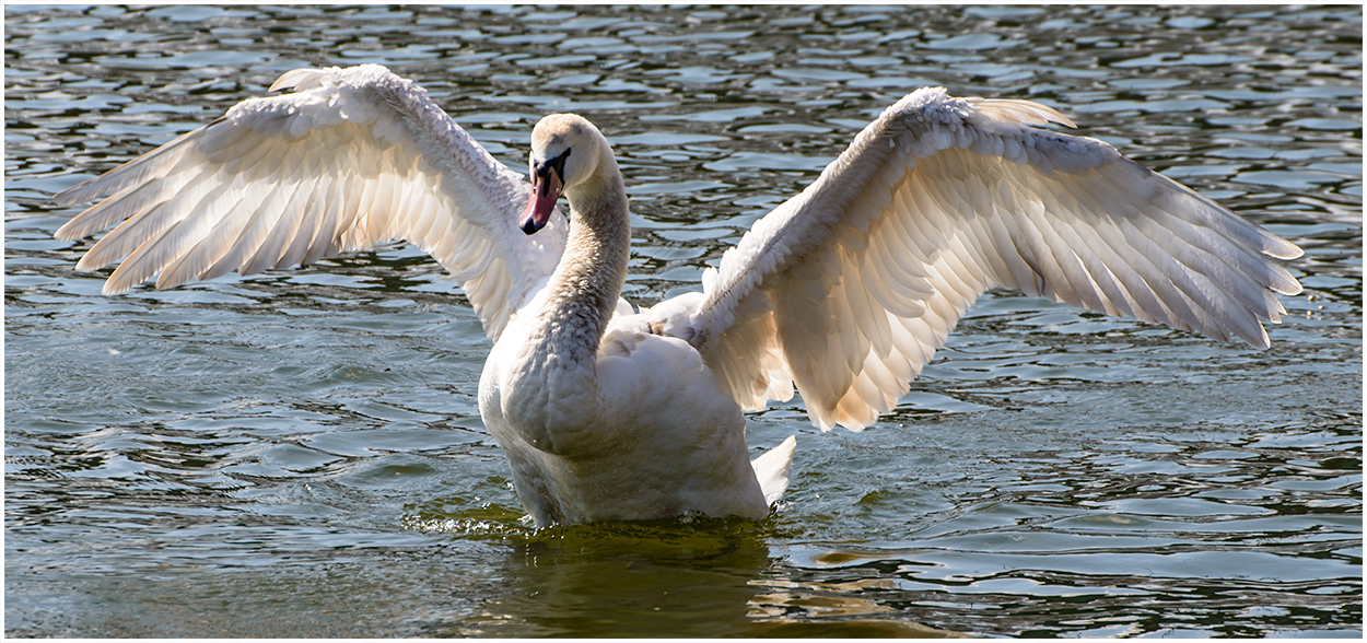 Mein lieber Schwan !