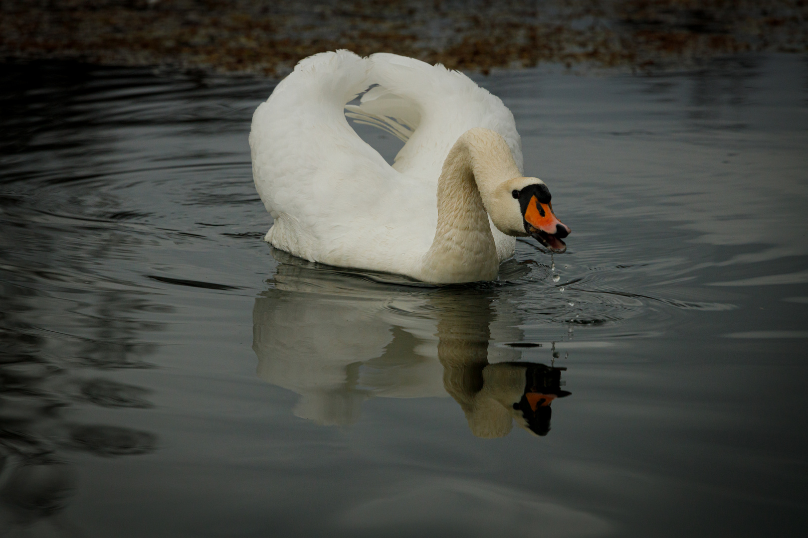 Mein lieber Schwan