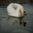 Mein lieber Schwan