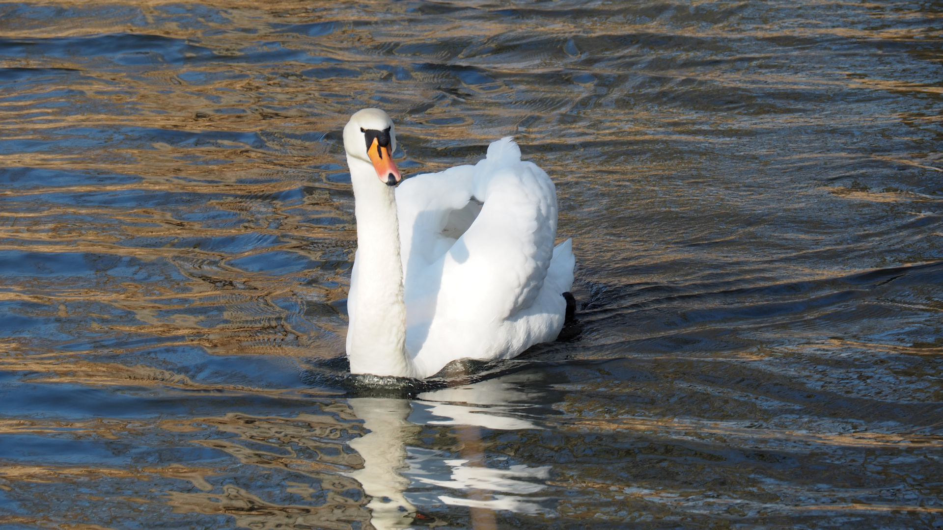 Mein lieber Schwan