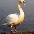 Mein lieber Schwan ....