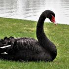 Mein lieber Schwan