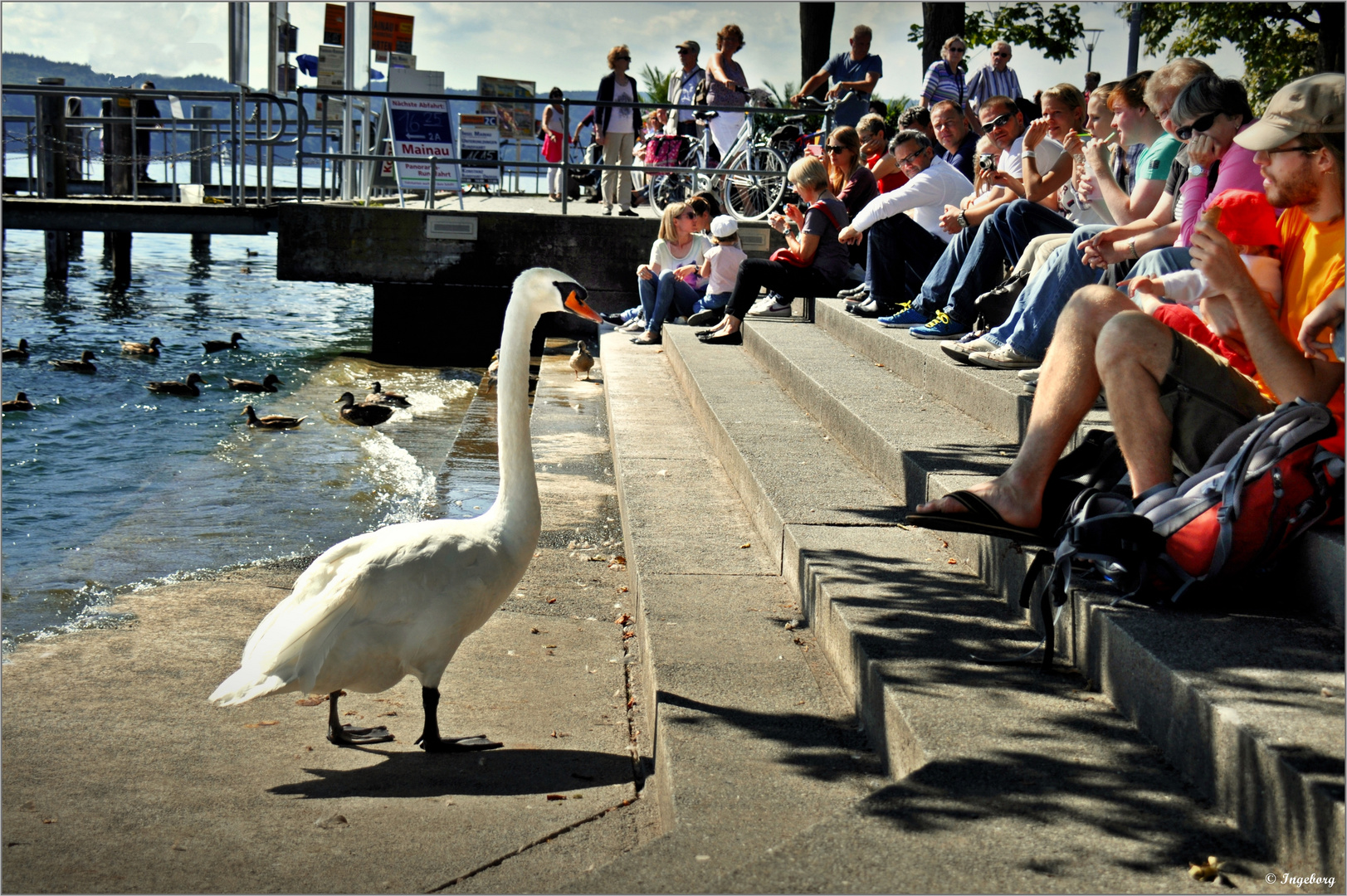 „ Mein lieber Schwan! "