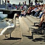 „ Mein lieber Schwan! "