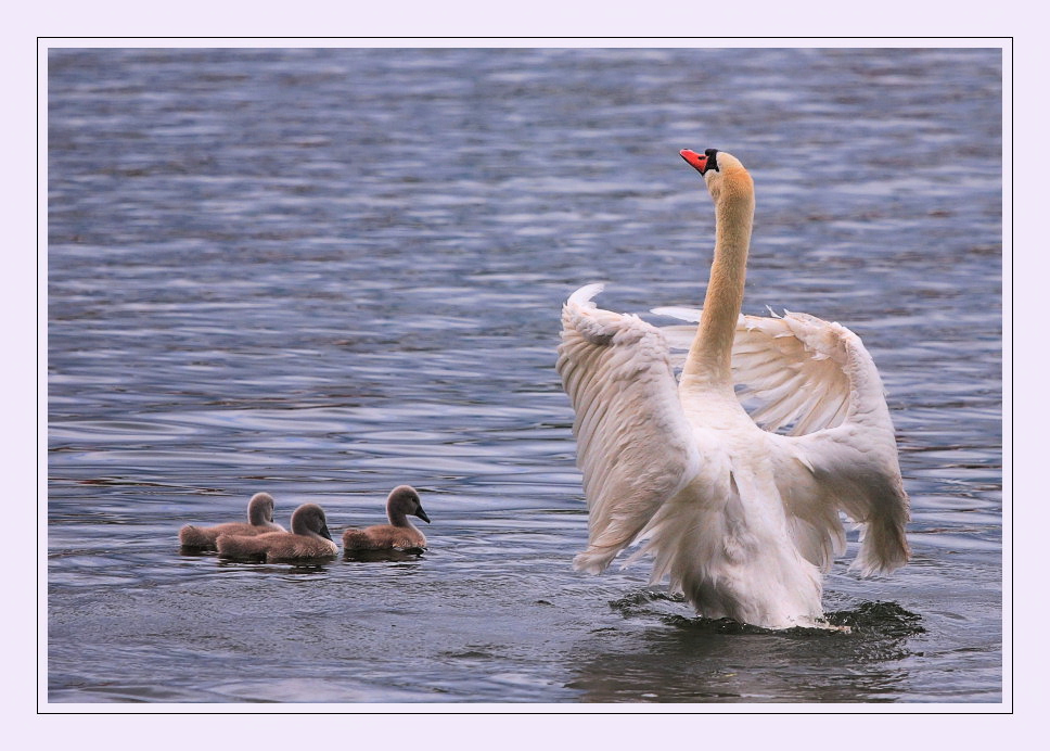 "Mein lieber Schwan"