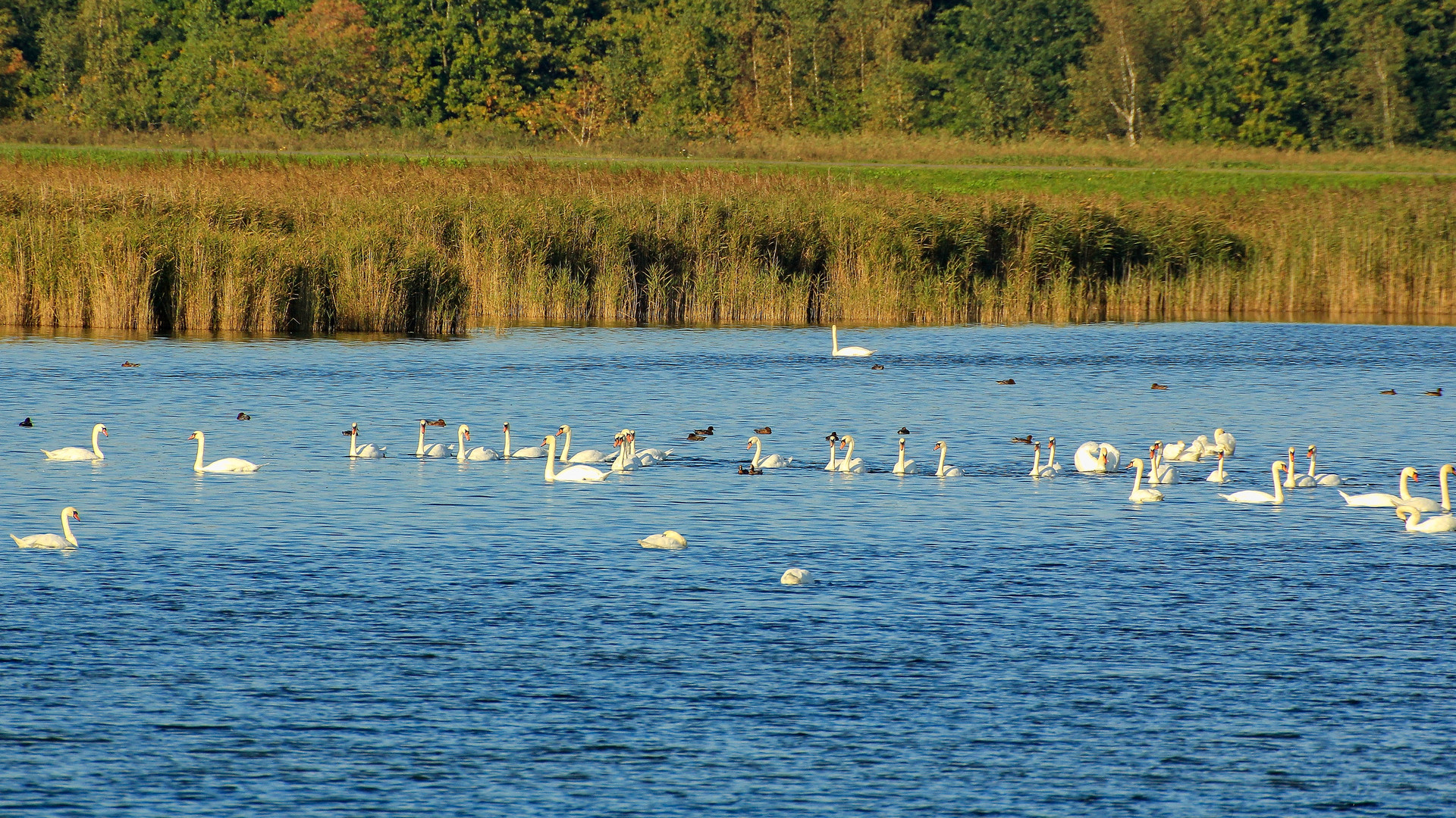 Mein lieber Schwan!