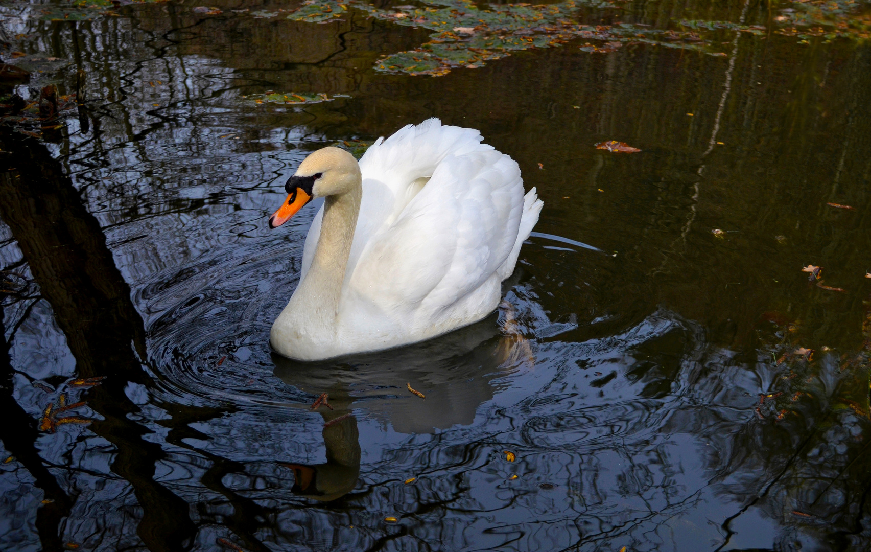 ~ Mein lieber Schwan ~