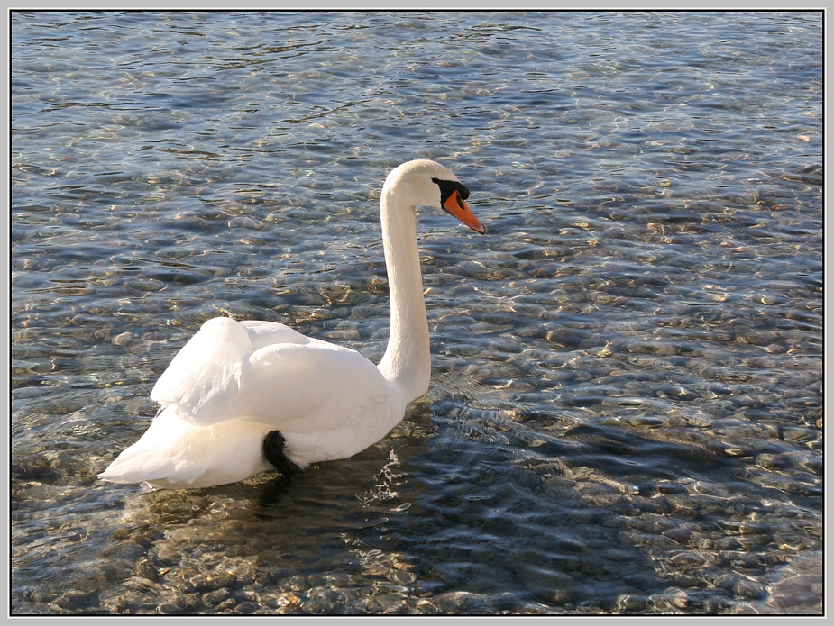 mein lieber Schwan