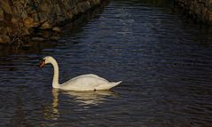 mein lieber Schwan :-)